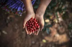 哥斯达黎加小烛庄园艺妓咖啡豆特点口感风味描述品种产地区