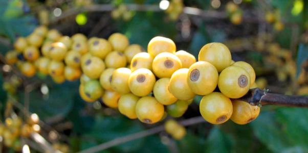 乌干达的咖啡豆酸味低是什么原因低霉菌度咖啡豆