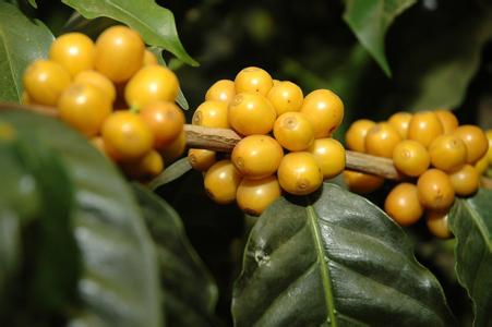 尼加拉瓜咖啡豆酸度风味描述杯测表