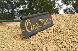 得天独厚的热带雨林环境玻利维亚的的喀喀湖咖啡豆的处理法介绍