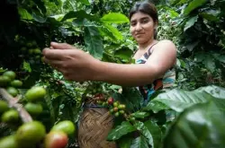 中美洲最贫穷的国家之一的尼加拉瓜咖啡生产国柠檬树庄园概况简介