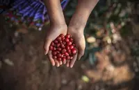 苏门答腊亚齐中心山区的咖啡豆属于什么品种