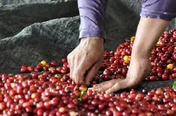 手冲哥伦比亚咖啡口感风味描述处理法产地区品种