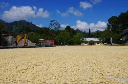 萨尔瓦多日晒荣耀庄园咖啡豆的风味描述处理法口感研磨刻度