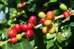 哥伦比亚咖啡产区风味描述口感特点处理法品种简介