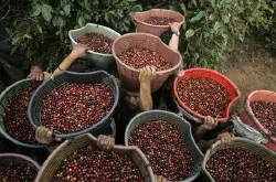 巴拿马咖啡种植大型庄园之一的伊列塔庄园