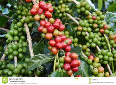 巴西南米纳斯咖啡豆的风味描述口感处理法研磨刻度产地简介