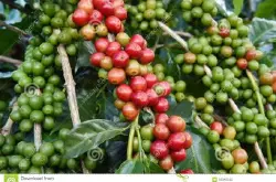 巴西南米纳斯咖啡豆的风味描述口感处理法研磨刻度产地简介