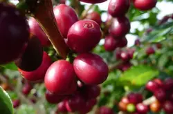 咖啡的果实是什么类型的果分解图结构图