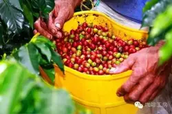哥伦比亚慧兰咖啡的种植海拔手冲温度口感