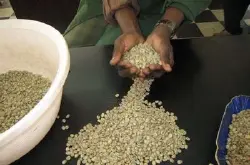 阿拉卡比咖啡豆的风味描述口感处理法特点品种产地简介