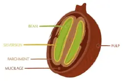 依据海拔高度进行等级划分的萨尔瓦多帕卡马拉咖啡豆的品种介绍