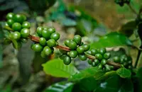 香味独特浓烈的哥斯达黎加圣罗曼咖啡豆的口感描述介绍