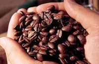 85%以上是由小耕农种植的坦桑尼亚阿鲁沙咖啡庄园介绍