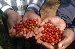 肯尼亚aa咖啡的口感和特点手冲方案水温介绍