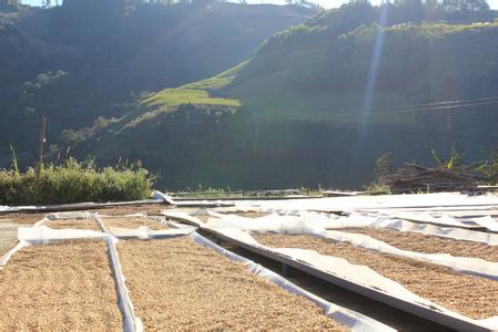 乌干达咖啡特点口感味道风味描述研磨刻度产地区