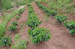 印度尼西亚苏门答腊咖啡地理环境风味描述种植产地庄园介绍