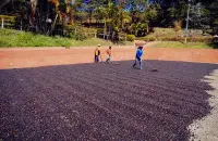 卢旺达西部省水洗波旁精品咖啡豆的风味描述介绍