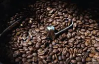 为阿拉比卡混血品种巴拿马蜜处理法卡社艾shb咖啡豆介绍