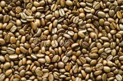 西达摩狮子王咖啡的风味描述品种研磨刻度产地区简介