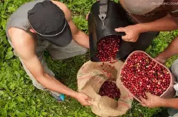 尼加拉瓜咖啡豆的特点风味口感处理法研磨刻度品种产地区简介