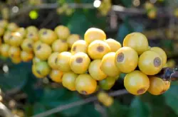 尼加拉瓜天赐庄园咖啡豆的种植海拔产区风味描述口感简介