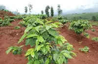 巴拿马花蝴蝶咖啡豆的口感风味描述研磨刻度品种产地区简介