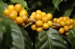 罗布斯塔和阿拉比价咖啡豆区分价格特点风味描述处理法介绍