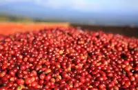 哥伦比亚娜玲珑咖啡豆的口感特点研磨刻度品种产地简介