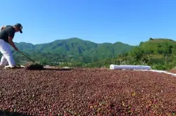 埃塞俄比亚咖啡种植区的风味特征