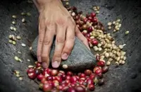 名震天下的知名庄园的巴拿马翡翠庄园咖啡种植区