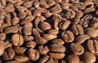 打破了咖啡既有的香醇疆界的萨尔瓦多帕卡马拉咖啡豆