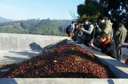 水洗法来处理的高品质洪都拉斯咖啡豆的风味描述
