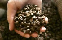 具有多层风味的坦桑尼亚咖啡豆的品种口感产地区介绍
