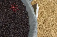 哥伦比亚拉兹默斯庄园咖啡豆的种植环境产地区