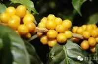 巴西黄波旁咖啡豆风味特点品种口感庄园研磨度处理法简介