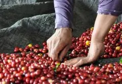 洪都拉斯咖啡豆介绍：外形、处理方法与口感风味