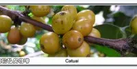 卡杜拉和Mondu Novo人工杂品种-卡杜艾咖啡豆的介绍