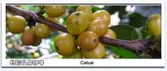 卡杜拉和Mondu Novo人工杂品种-卡杜艾咖啡豆的介绍