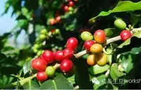 能用来调配综合咖啡的洪都拉斯咖啡介绍