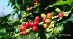 能用来调配综合咖啡的洪都拉斯咖啡介绍