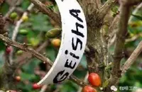 洪都拉斯咖啡庄园精品咖啡豆处理方式处理方法介绍