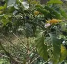 巴拿马伊列塔庄园咖啡风味描述品种特点研磨度种植情况简介