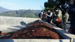 巴拿马咖啡庄园产区风味口感特点种植情况介绍埃斯美拉达庄园
