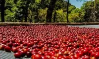巴拿马咖啡风味口感庄园介绍艾丽达庄园咖啡产区种植情况