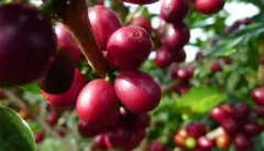 巴拿马咖啡庄园翡翠庄园介绍巴鲁火山咖啡产区种植情况历史简介