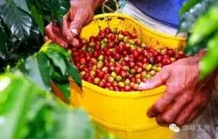 厄瓜多尔圣克鲁兹庄园精品咖啡风味口感特点产区简介