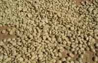 厄瓜多尔精品咖啡豆风味口感庄园产区特点哈森达咖啡园简介