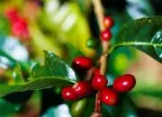 酸度、质感的日晒西达摩夏奇索产区咖啡风味庄园产区特点简介
