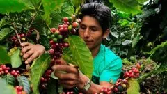 独特的芳香的埃塞俄比亚西达摩咖啡庄园产区泰德庄园简介